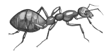 mayaant